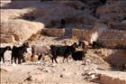 35 Big Horn sheep